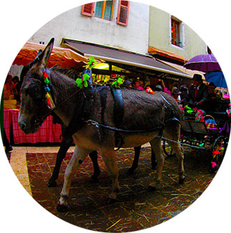 フランスアヌシー動物祭 フランスアヌシー動物祭